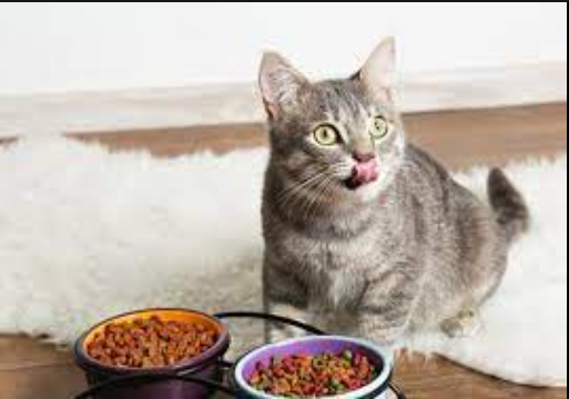 科学指南：为您的猫选择和喂养理想猫粮