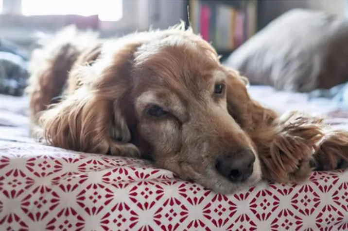 揭示犬类老年期的体征，狗狗如何展现衰老的迹象？