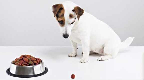 探讨狗狗不食的原因及应对之策